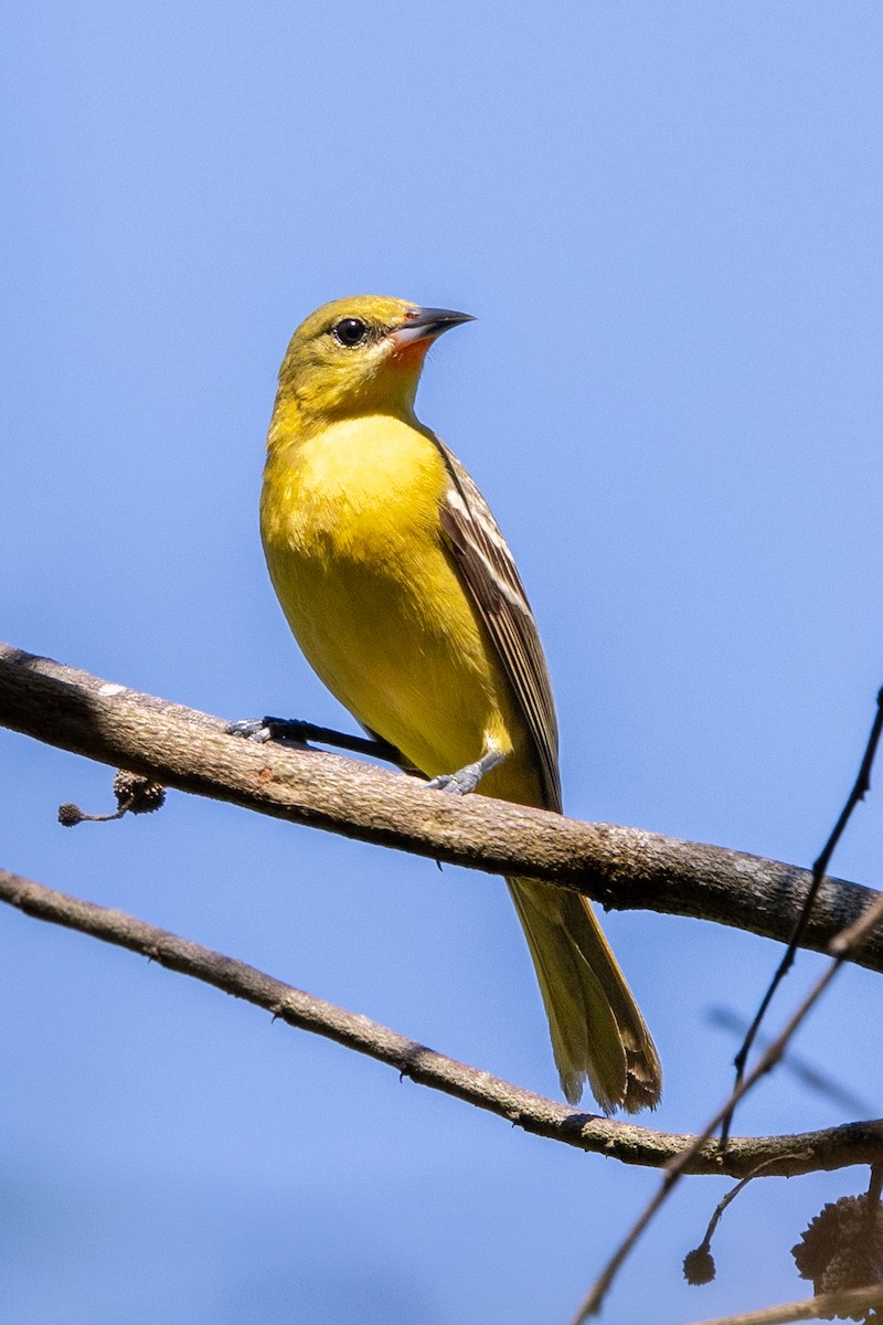 Orchard Oriole - ML620736480