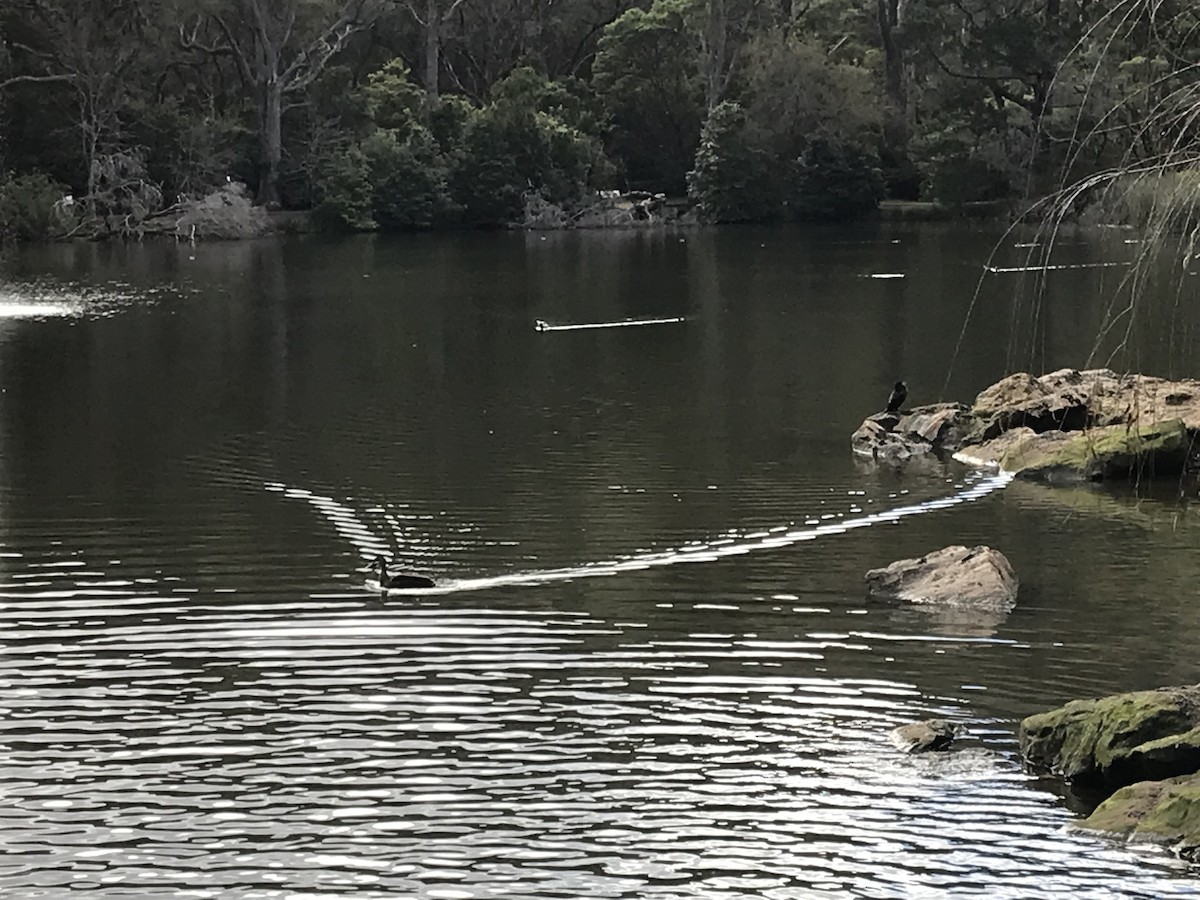 Little Pied Cormorant - ML620736483