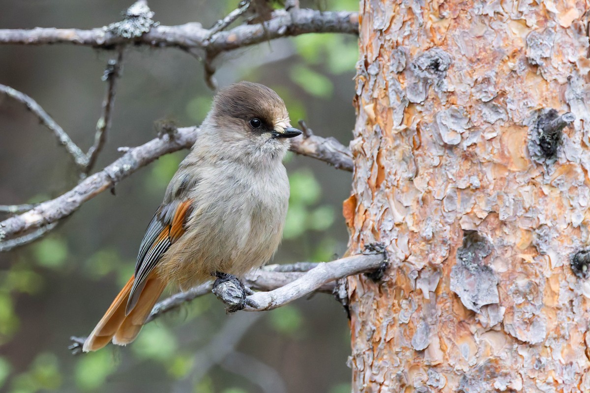 Siberian Jay - ML620736484