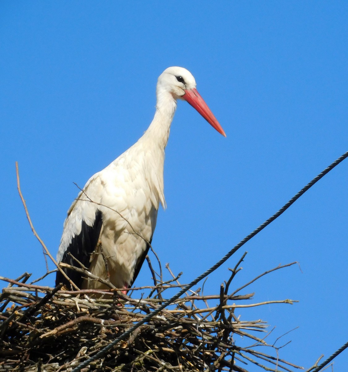 White Stork - ML620736487