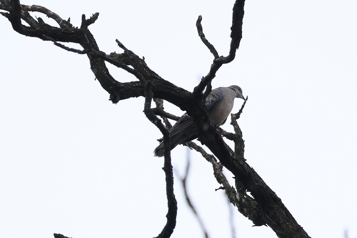 Oriental Turtle-Dove - ML620736489