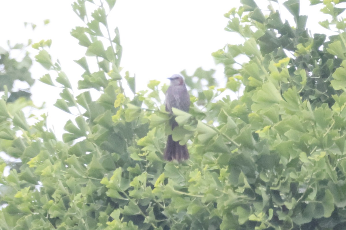 Brown-eared Bulbul - ML620736491