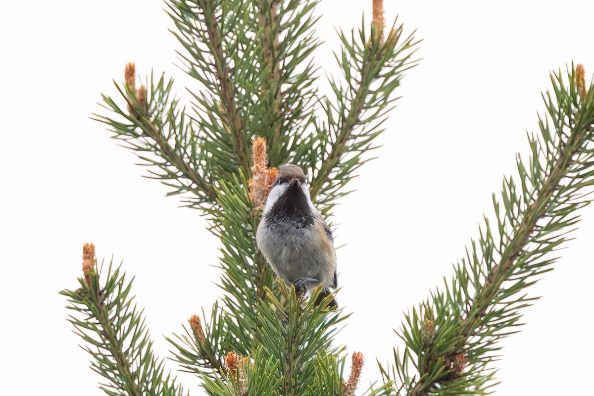 Gray-headed Chickadee - ML620736493