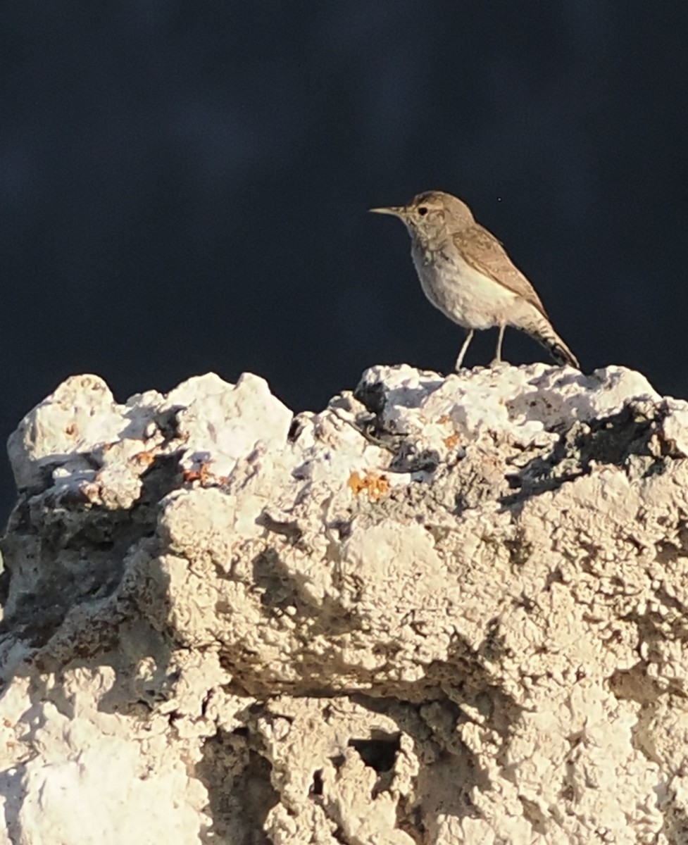 Rock Wren - ML620736494