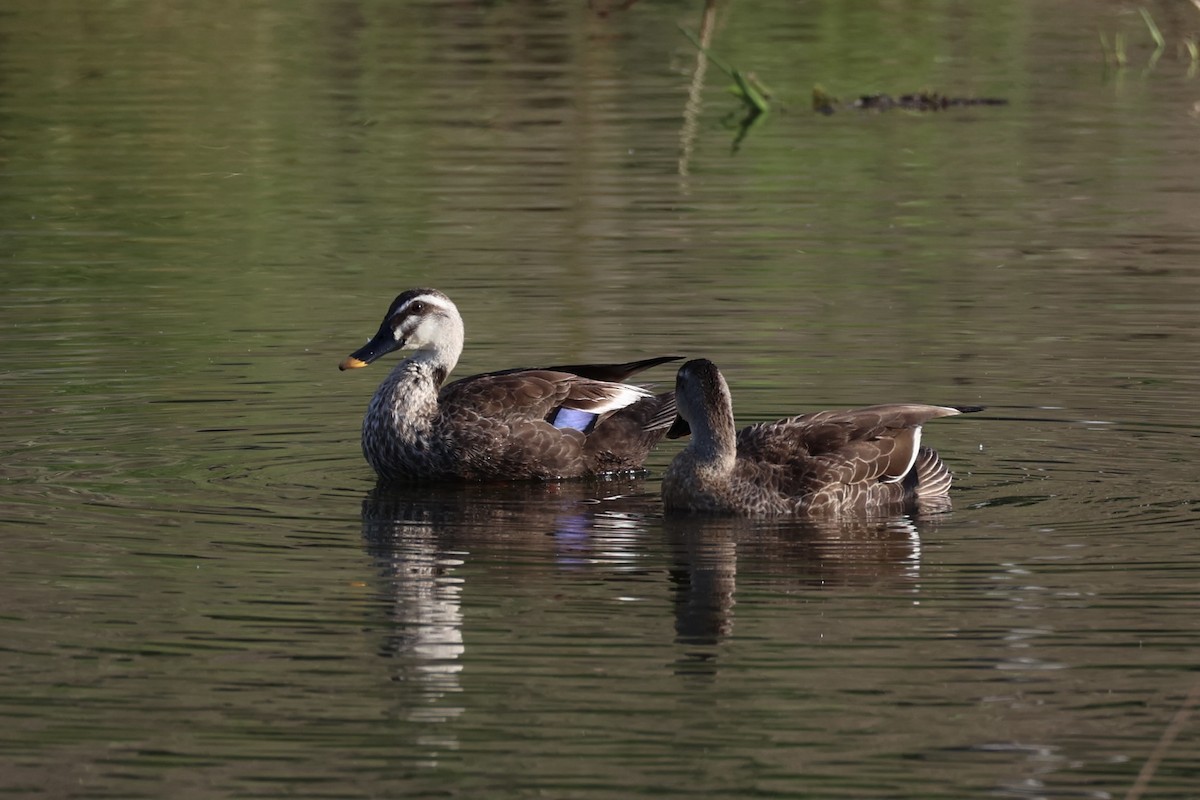 Eastern Spot-billed Duck - ML620736496