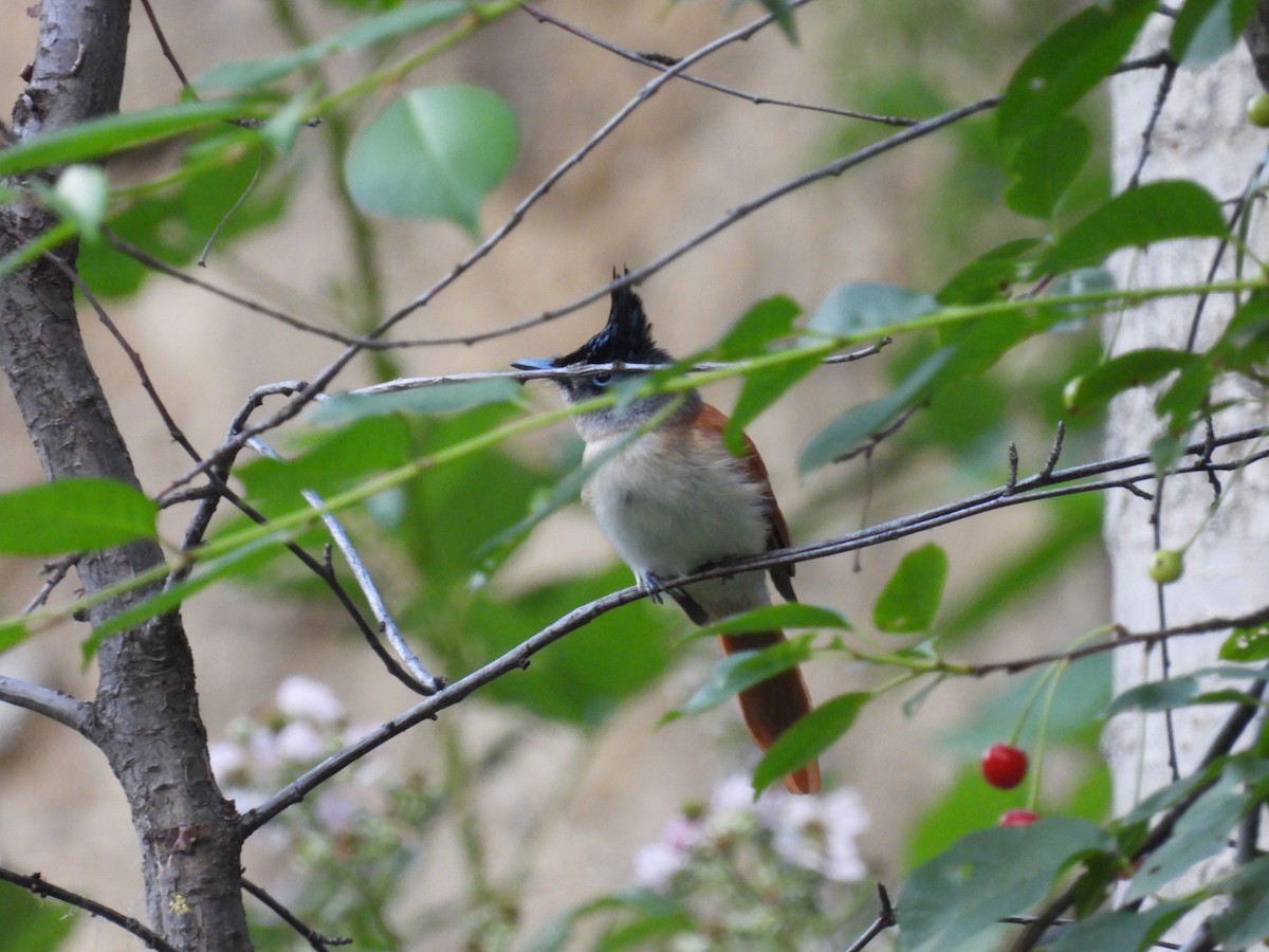 Indian Paradise-Flycatcher - ML620736497