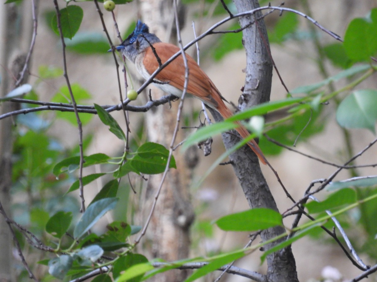 Indian Paradise-Flycatcher - ML620736498