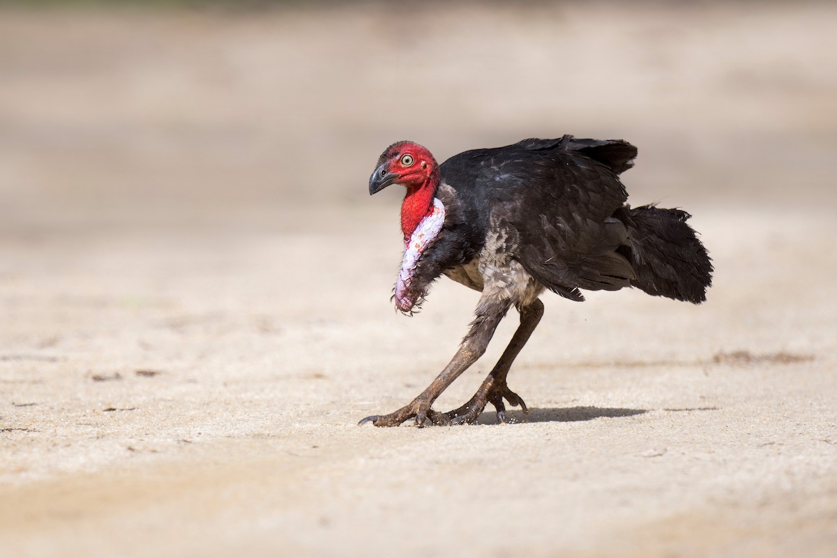 Australian Brushturkey - ML620736500