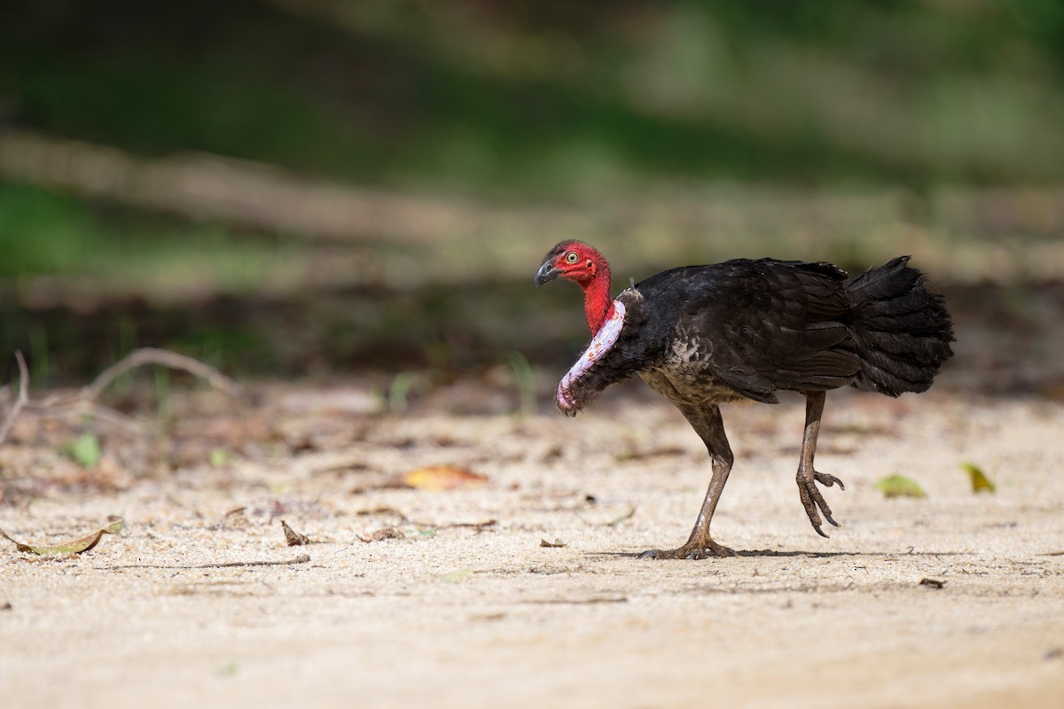 Australian Brushturkey - ML620736501