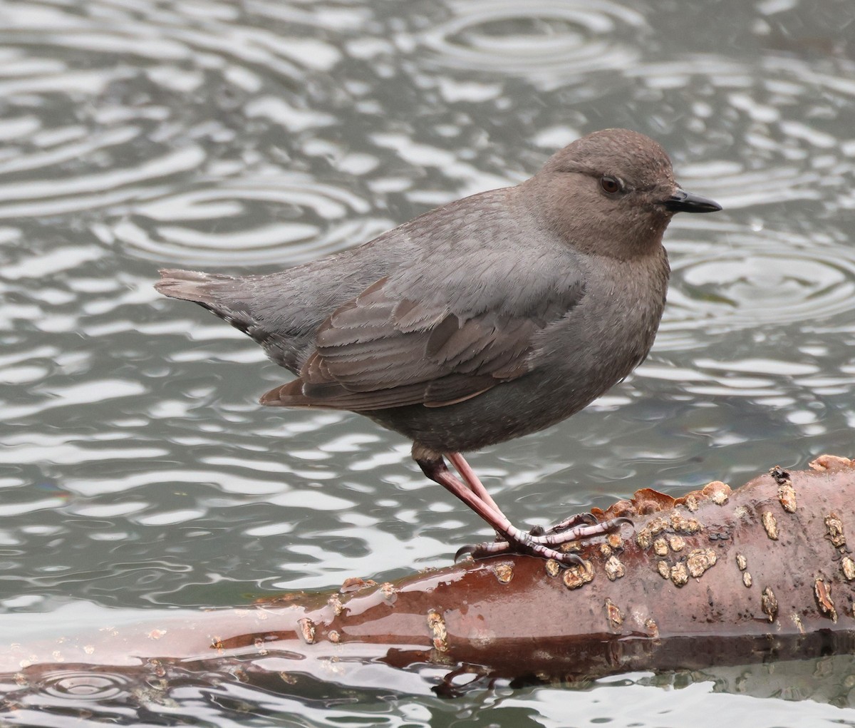 American Dipper - ML620736502