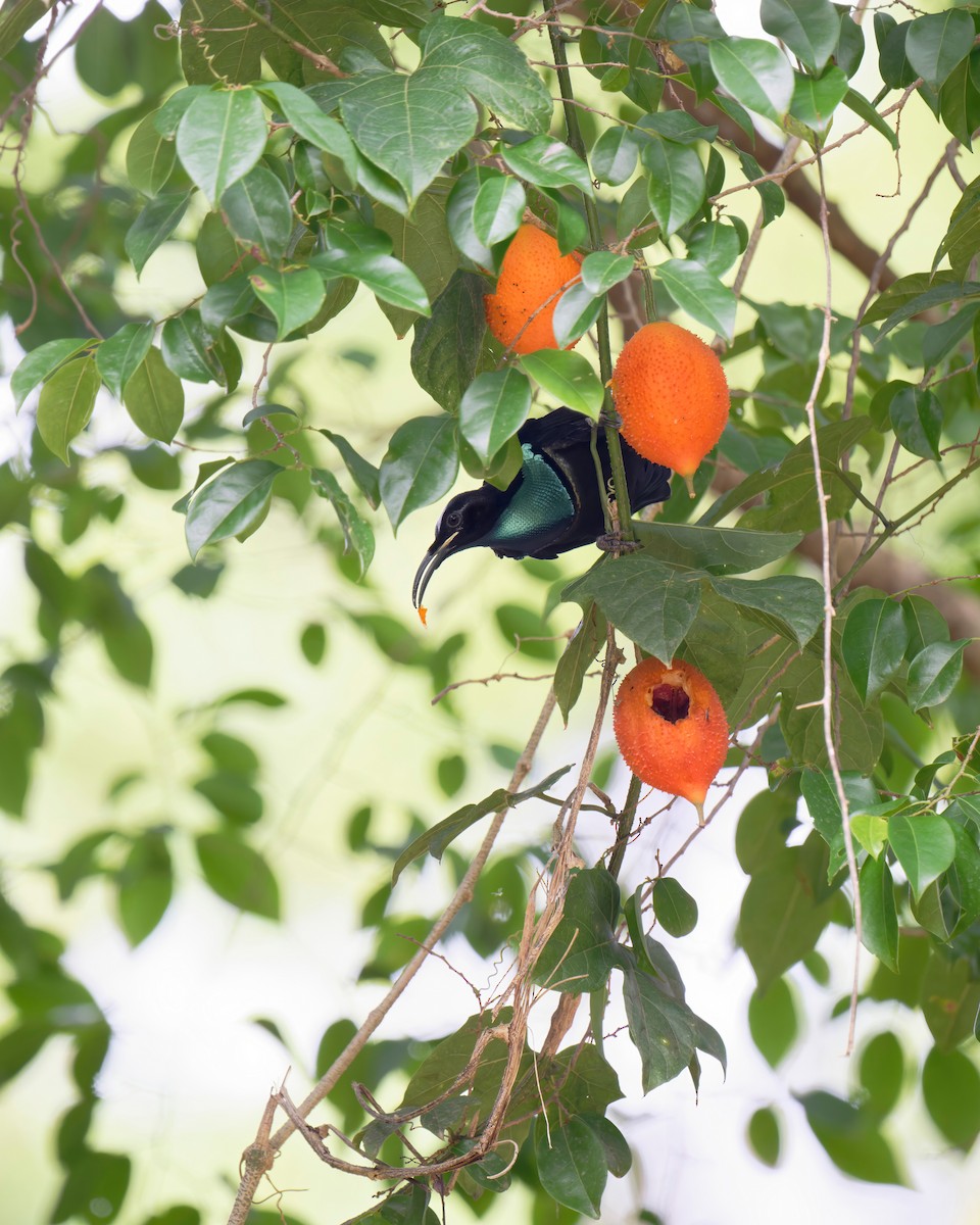 Magnificent Riflebird - ML620736503