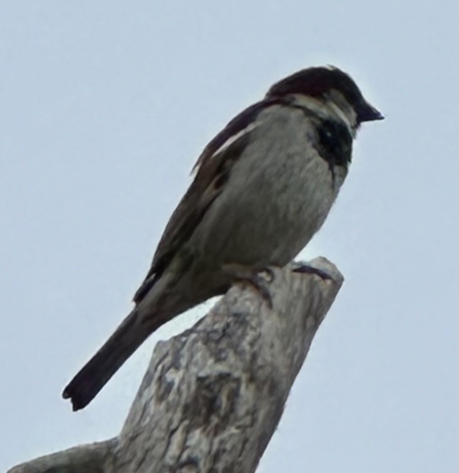 House Sparrow - ML620736506