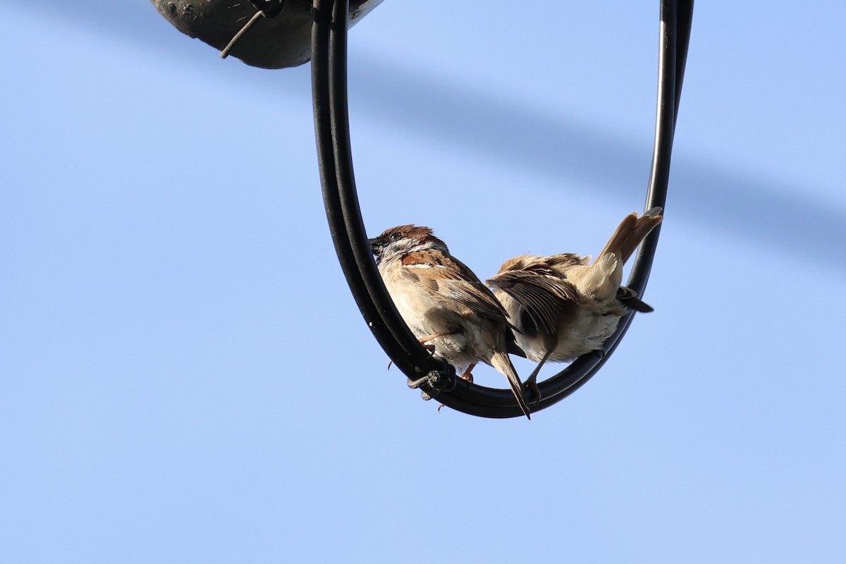 Eurasian Tree Sparrow - ML620736507