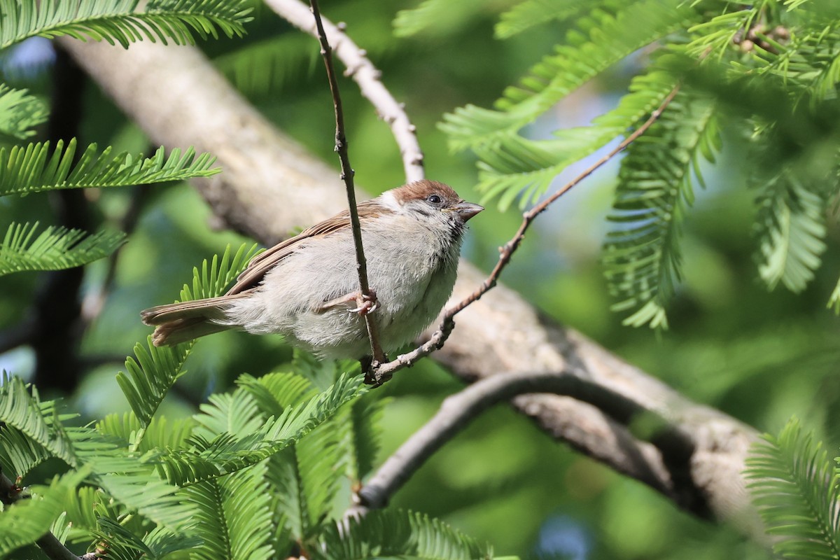 Eurasian Tree Sparrow - ML620736508