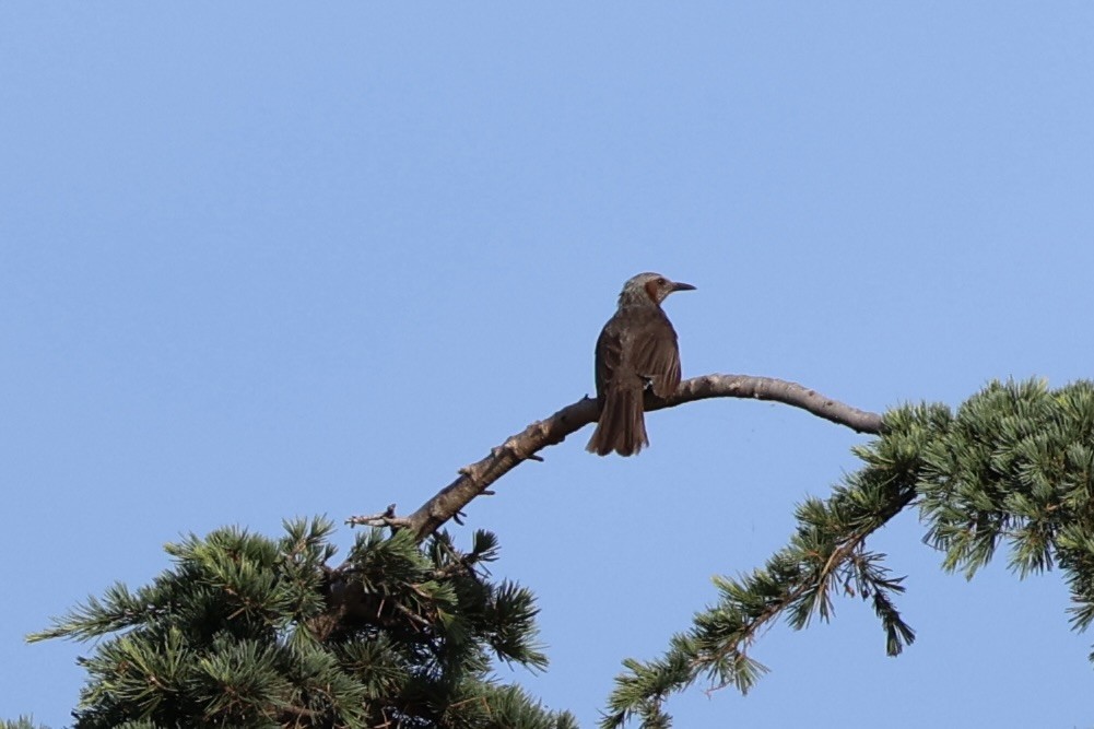 Brown-eared Bulbul - ML620736511