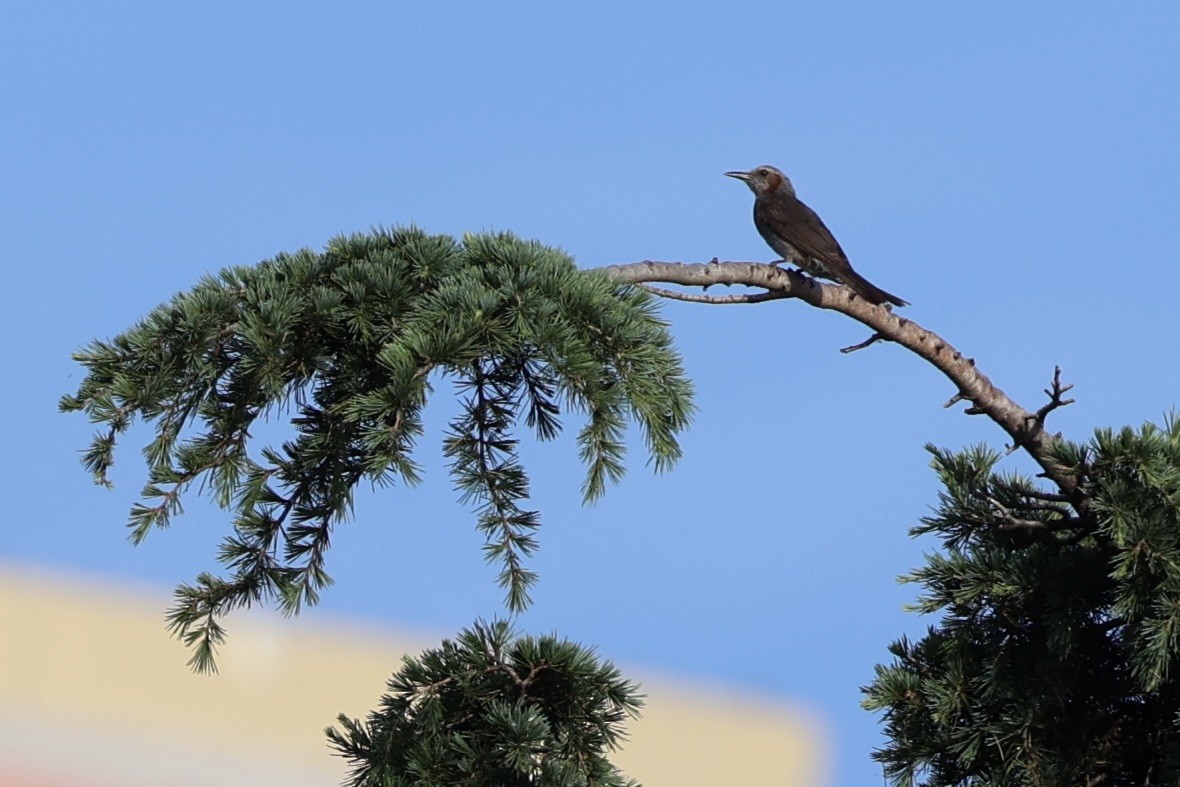 Brown-eared Bulbul - ML620736512