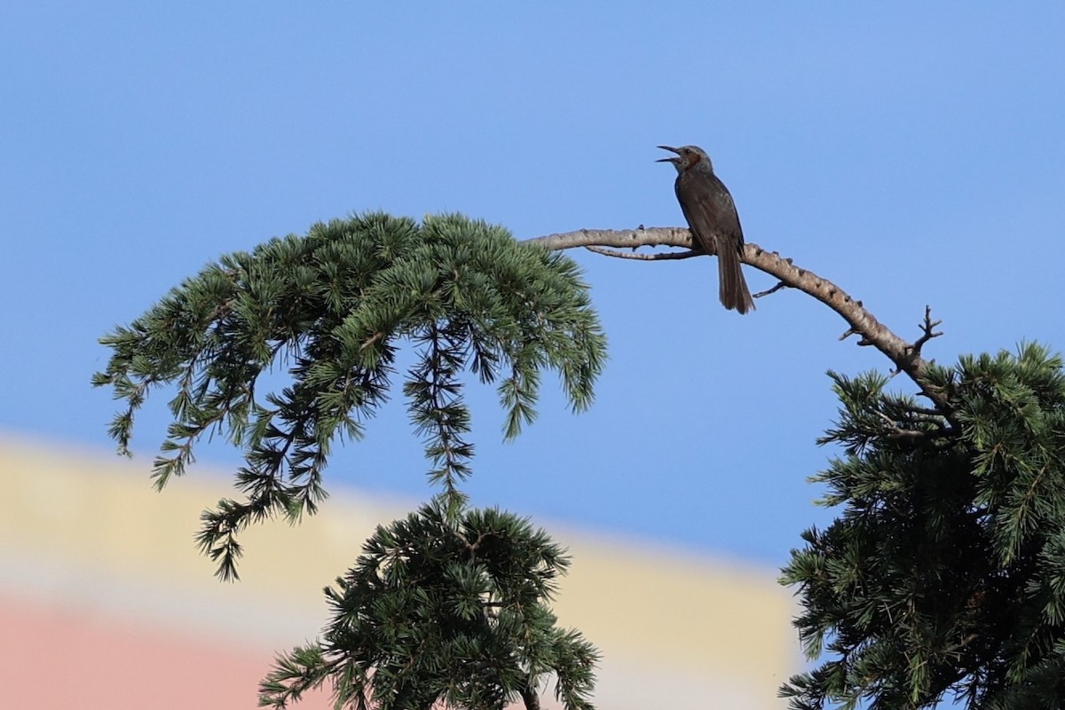 Brown-eared Bulbul - ML620736513