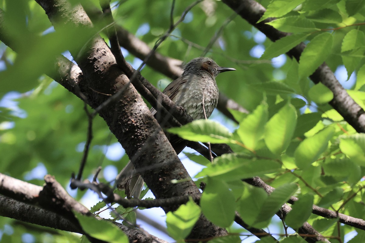 Brown-eared Bulbul - ML620736514