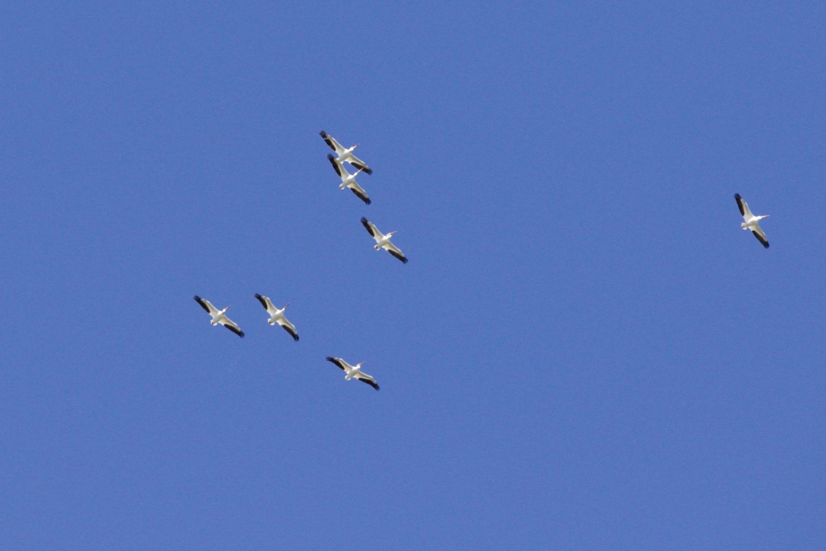 American White Pelican - ML620736519