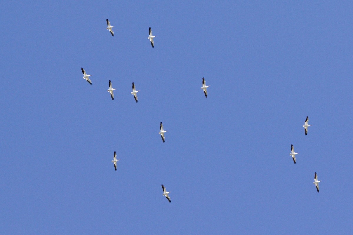 American White Pelican - ML620736520