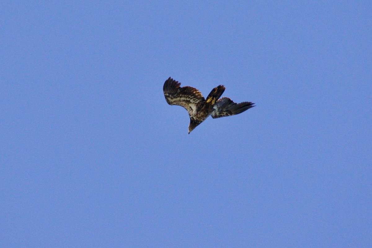 Bald Eagle - ML620736524