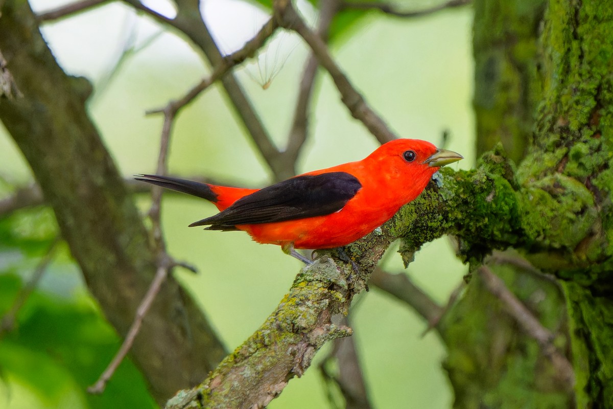 Scarlet Tanager - ML620736525
