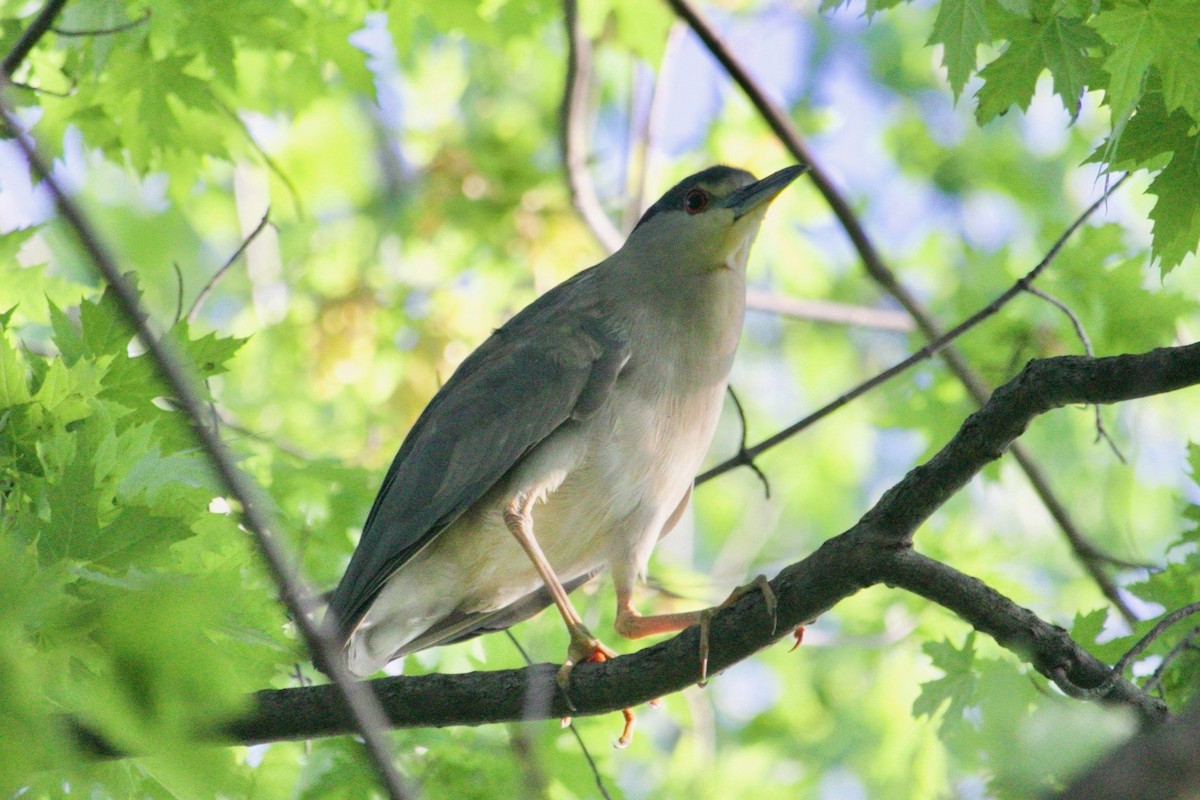 Black-crowned Night Heron - ML620736531