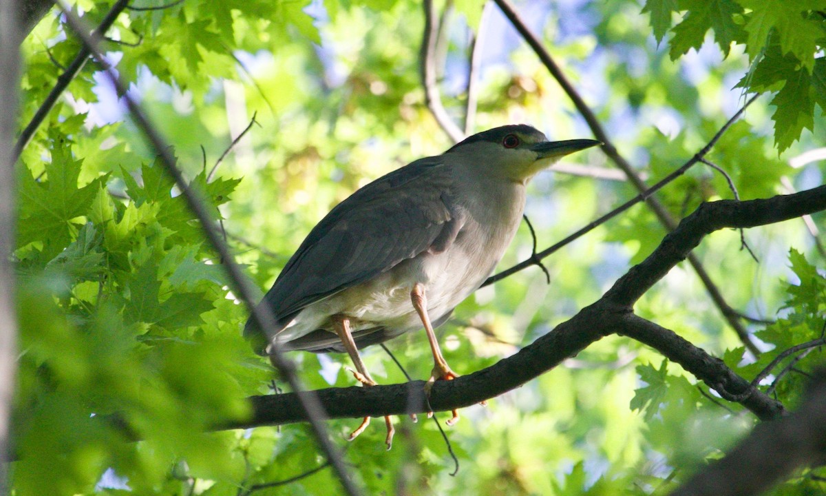 Black-crowned Night Heron - ML620736533