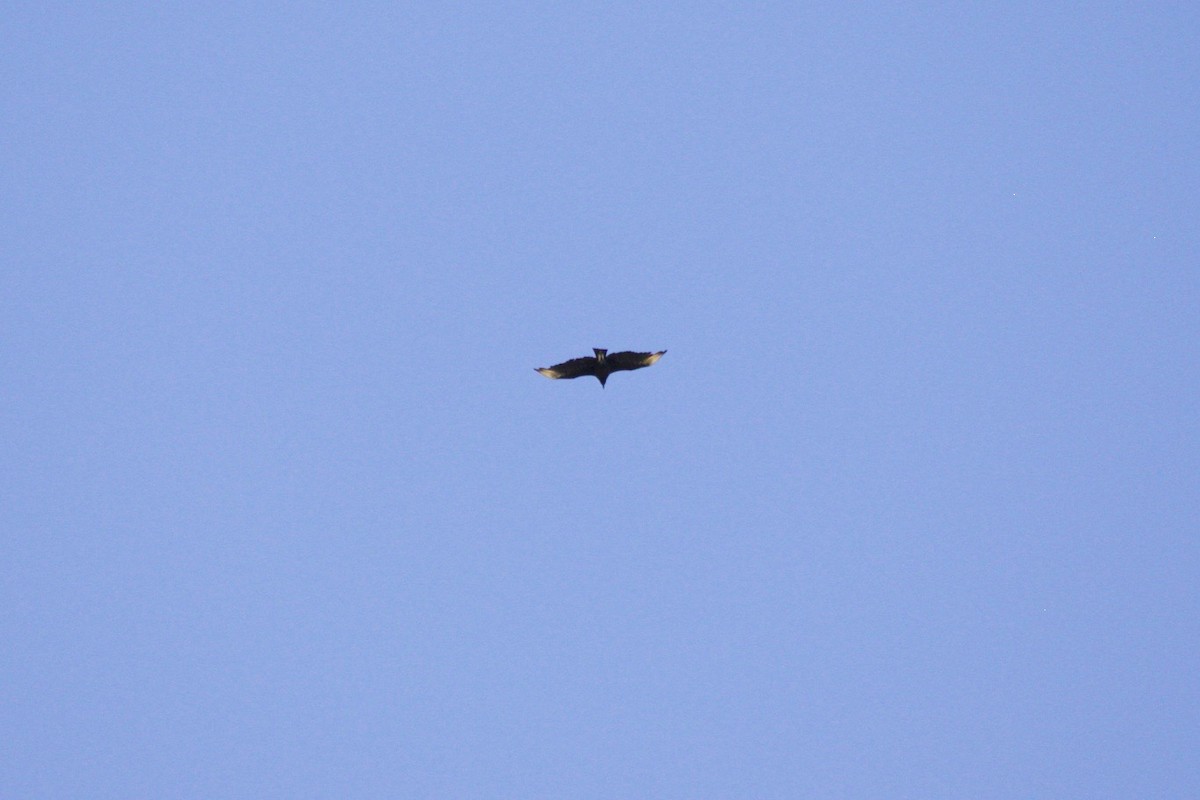 Black Vulture - ML620736536