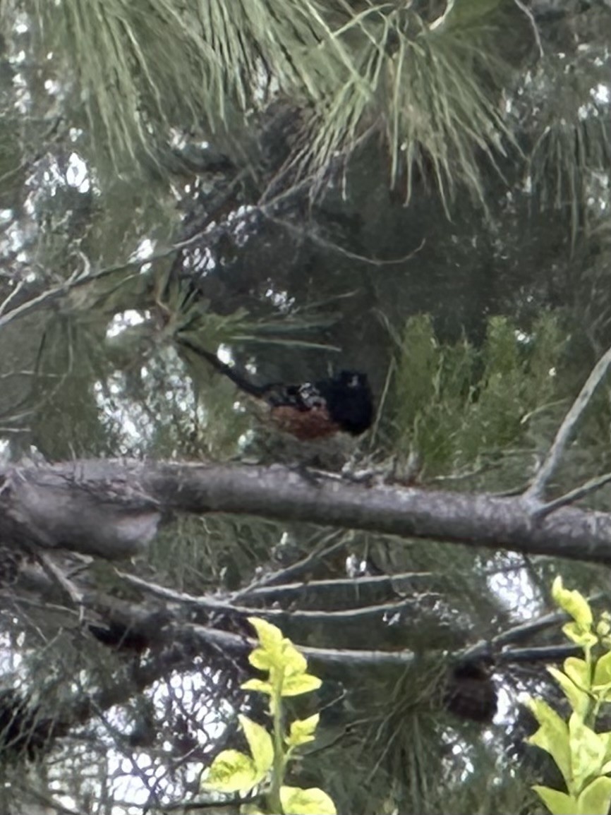 Spotted Towhee - ML620736539