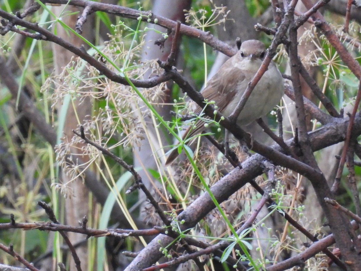 Greater Whitethroat - Muhammadsoleh Oev