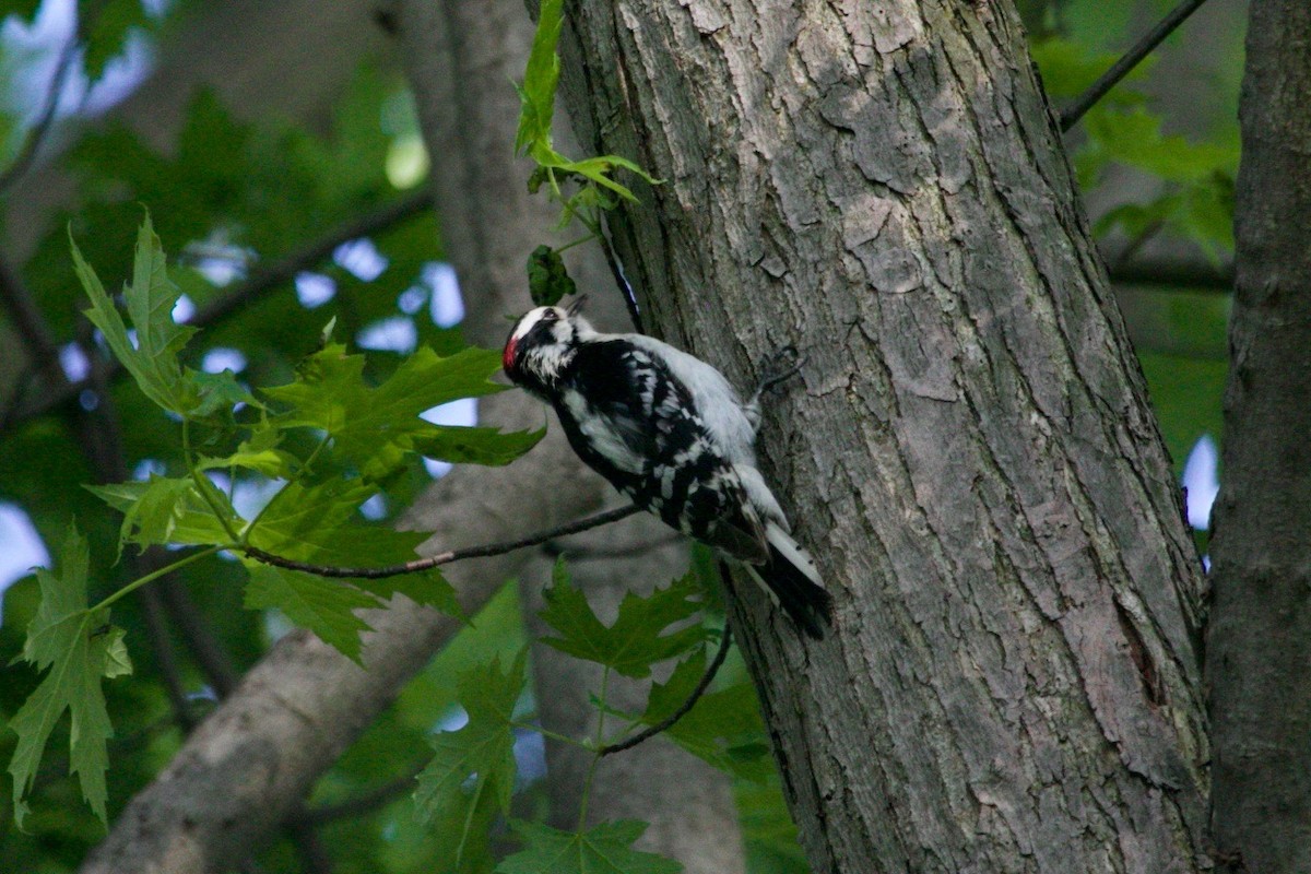Downy Woodpecker - ML620736541