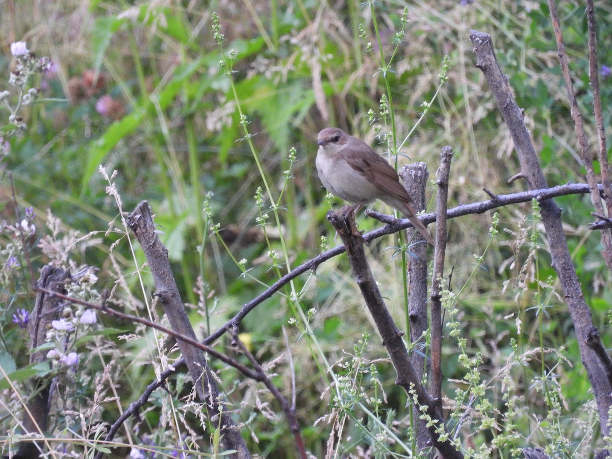 Greater Whitethroat - ML620736542