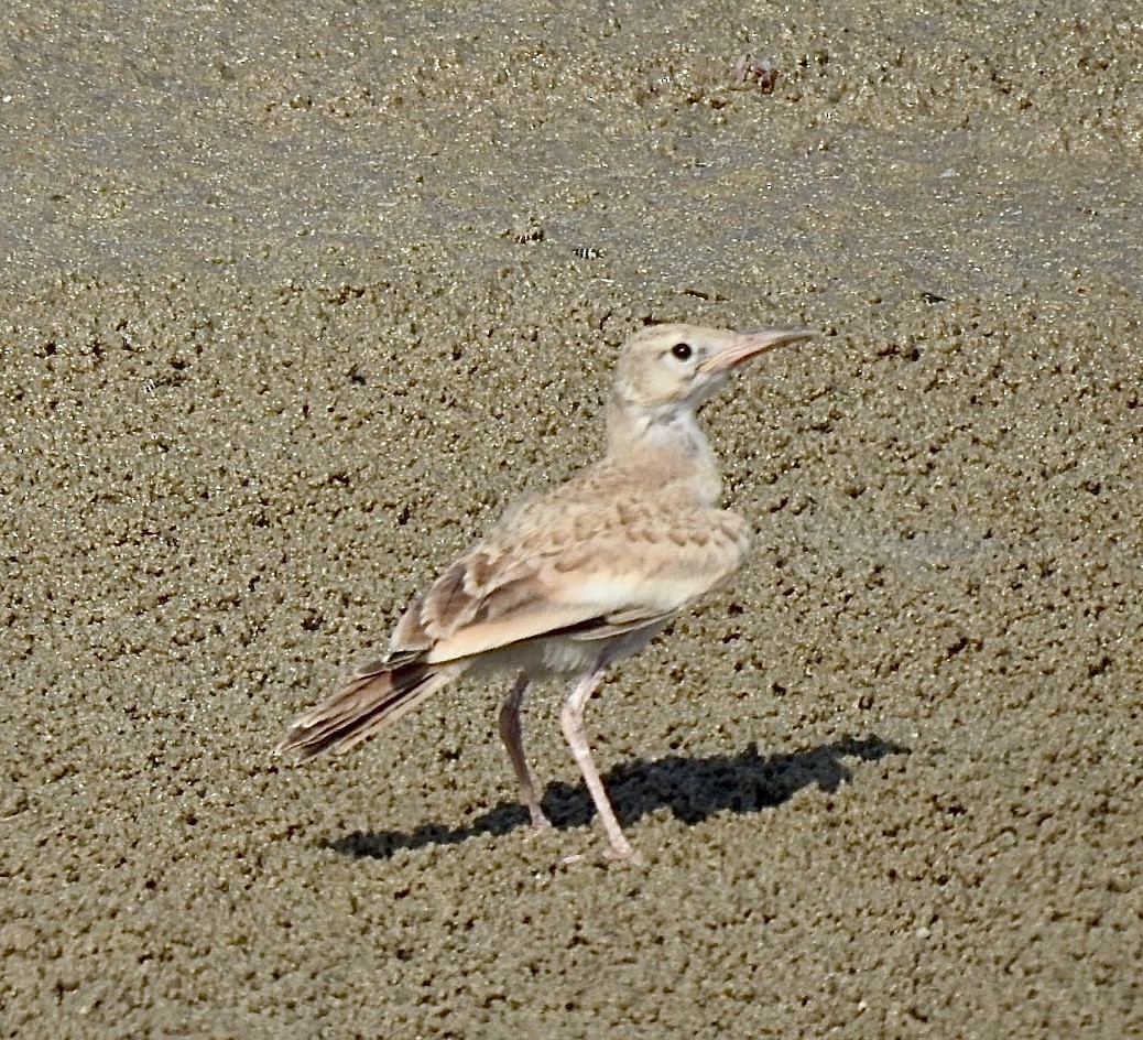 Greater Hoopoe-Lark - ML620736548