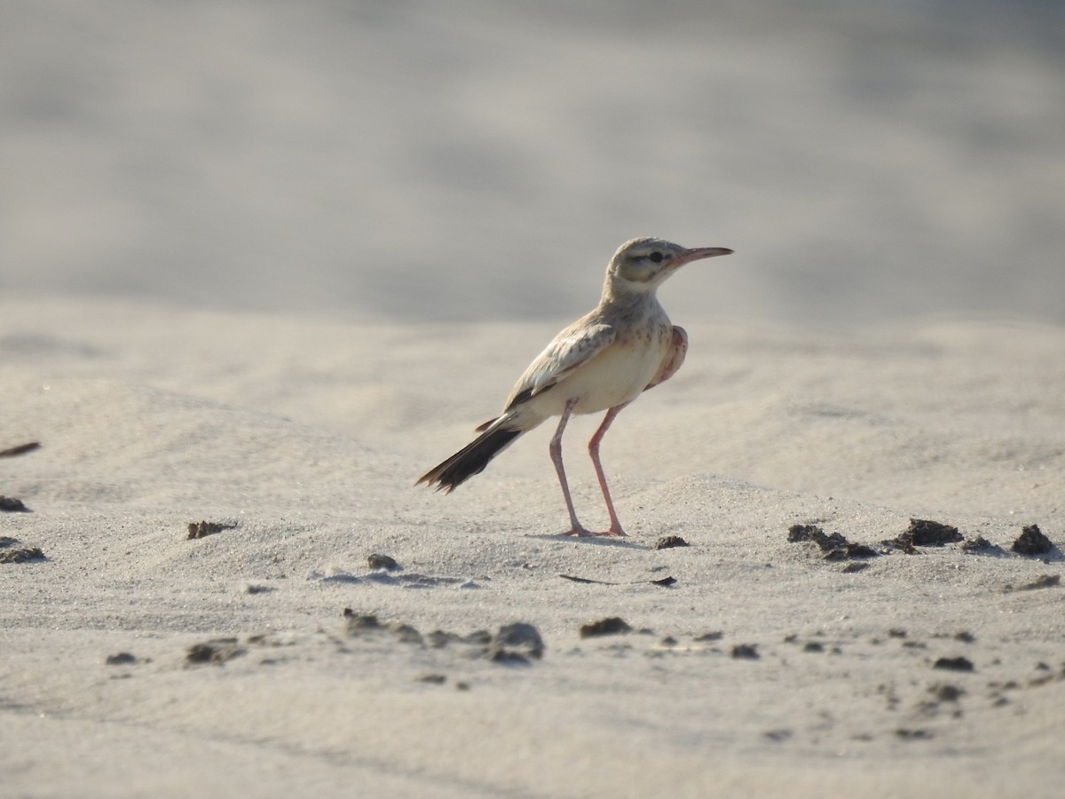 Greater Hoopoe-Lark - ML620736549