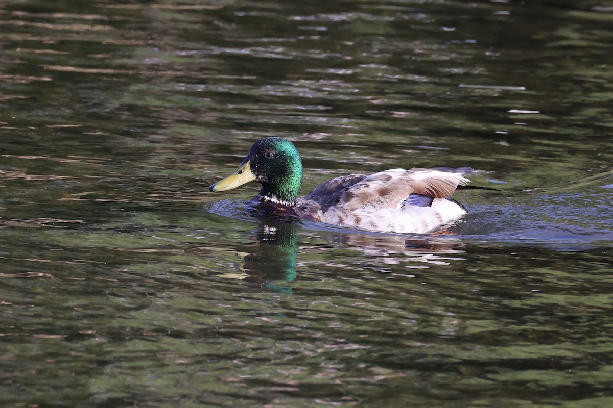 Mallard - Andrew William