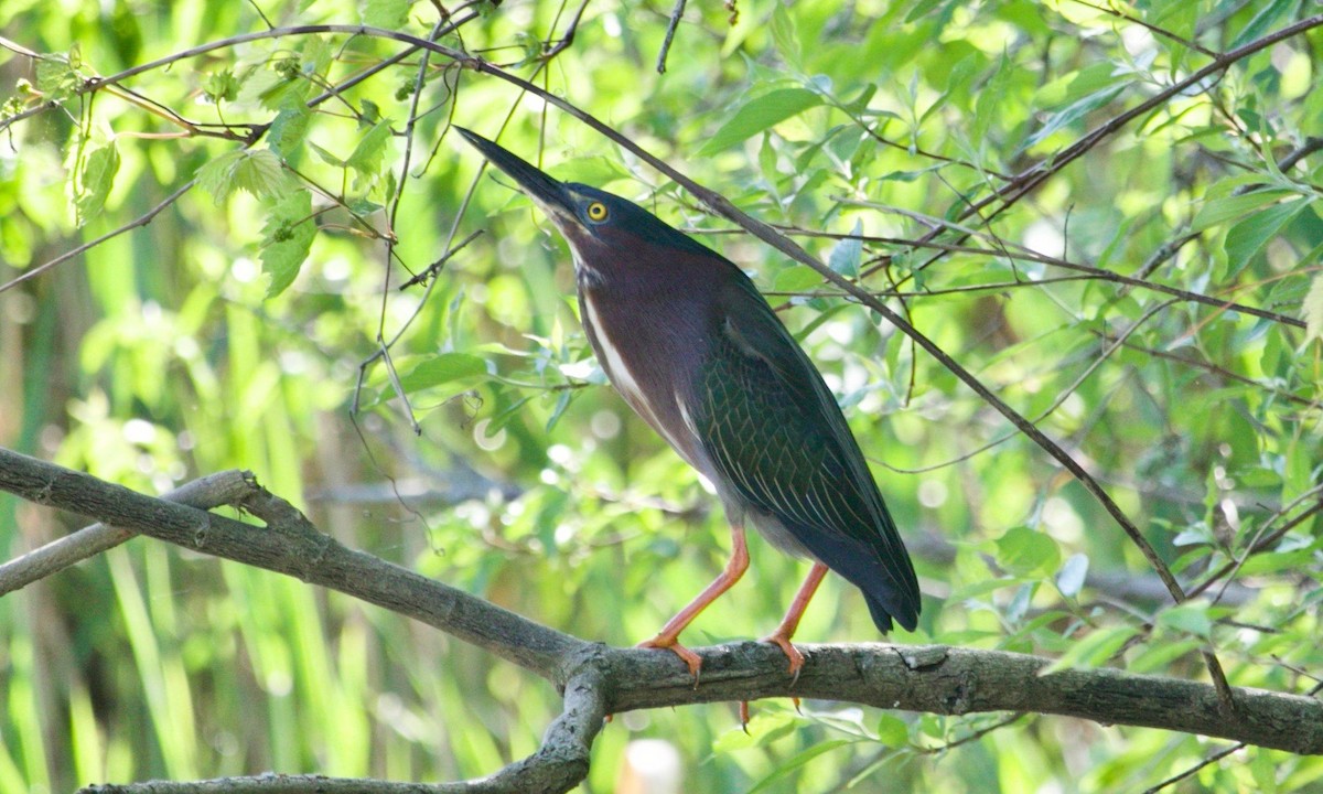 Green Heron - ML620736557