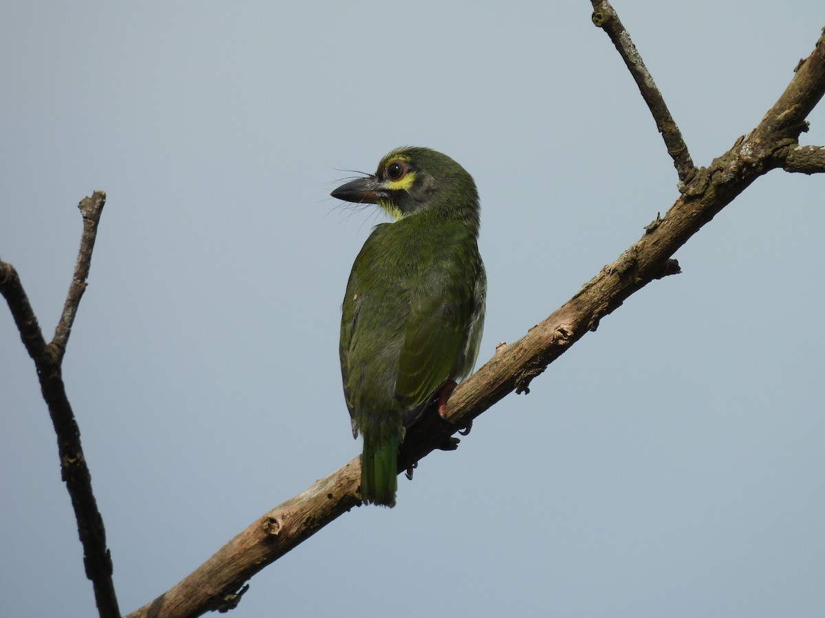 Al Göğüslü Barbet - ML620736558