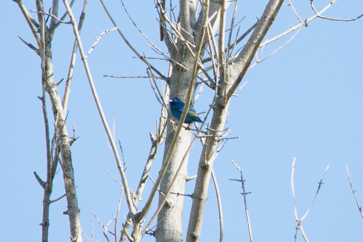 Indigo Bunting - ML620736562