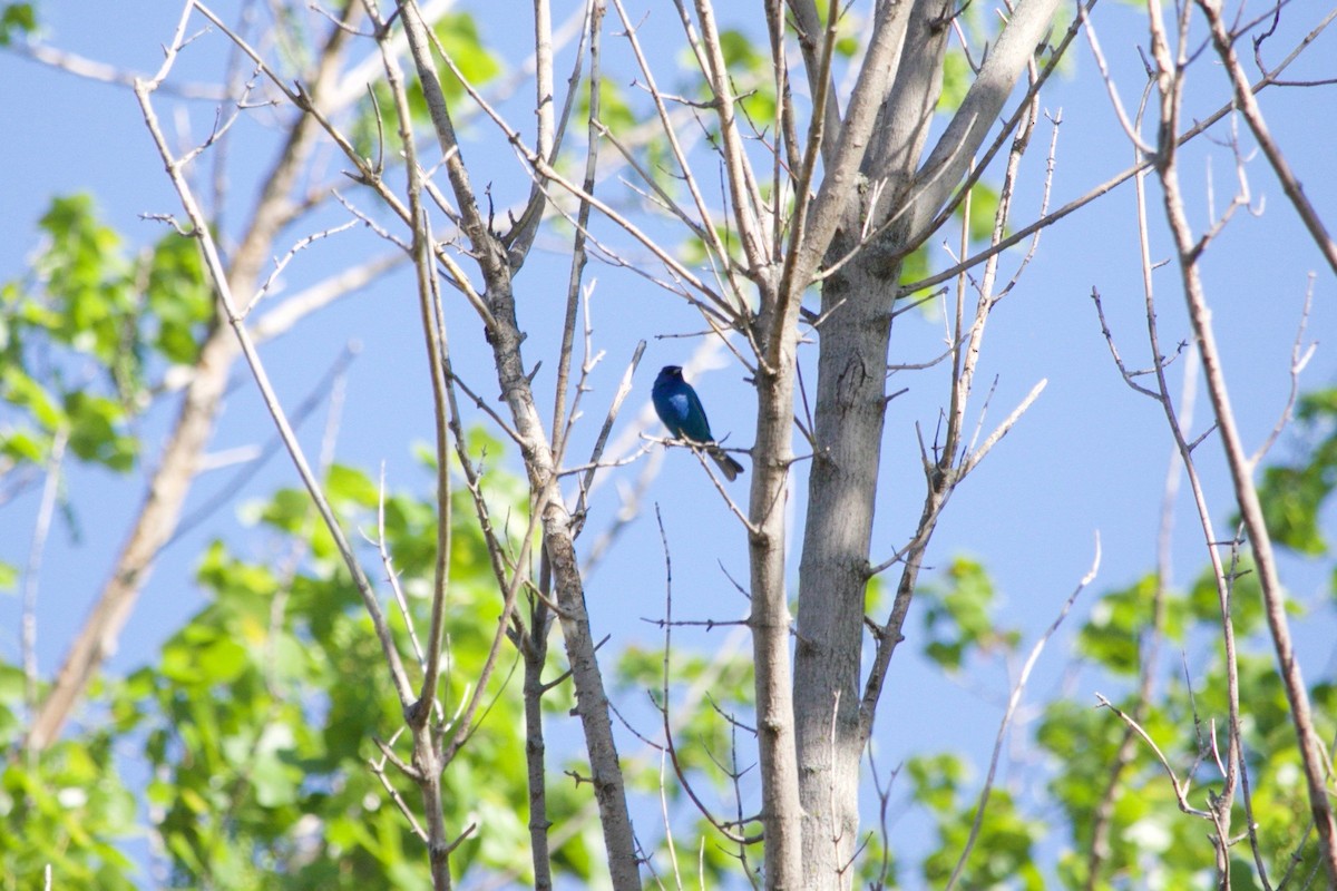 Indigo Bunting - ML620736563