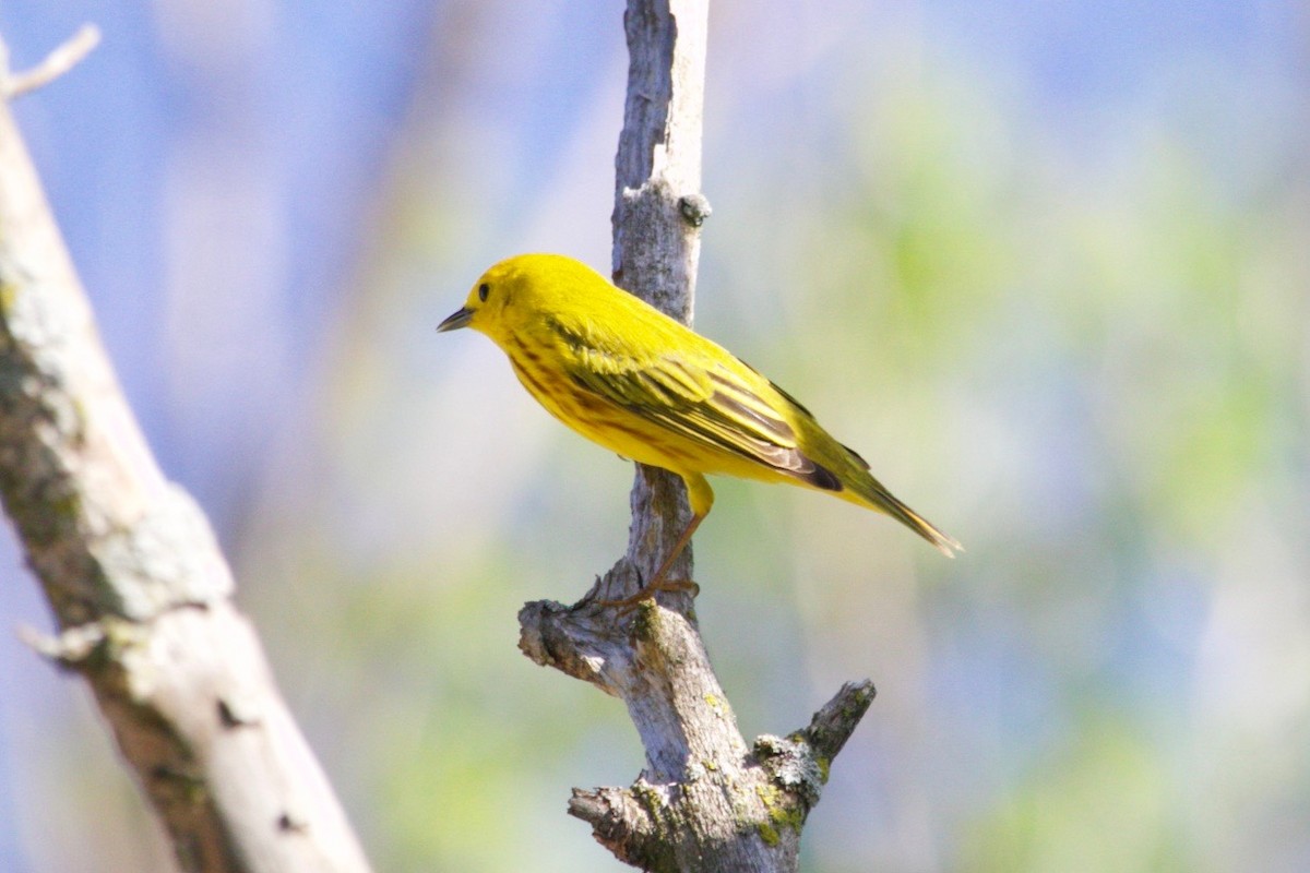 Paruline jaune - ML620736565