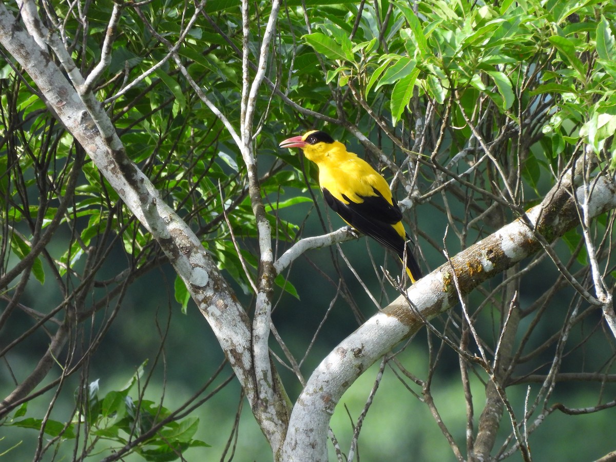 Black-naped Oriole - ML620736566