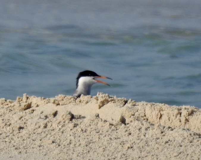 White-cheeked Tern - ML620736567