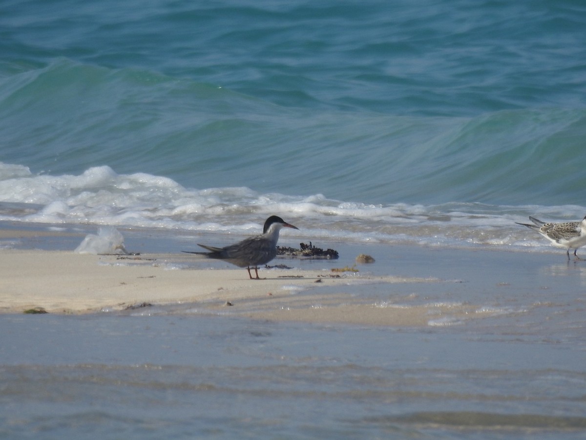 White-cheeked Tern - ML620736569