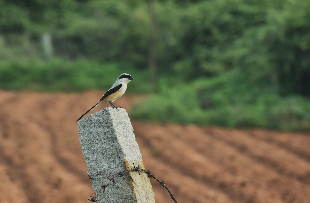 Long-tailed Shrike - ML620736571