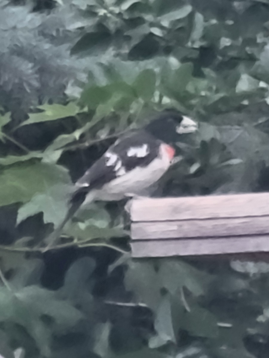 Rose-breasted Grosbeak - ML620736572