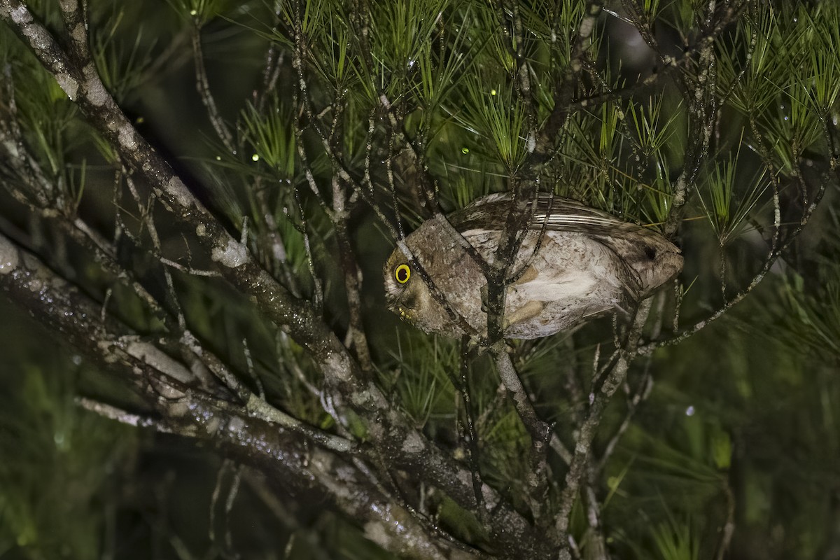 Ryukyu Scops-Owl - ML620736575