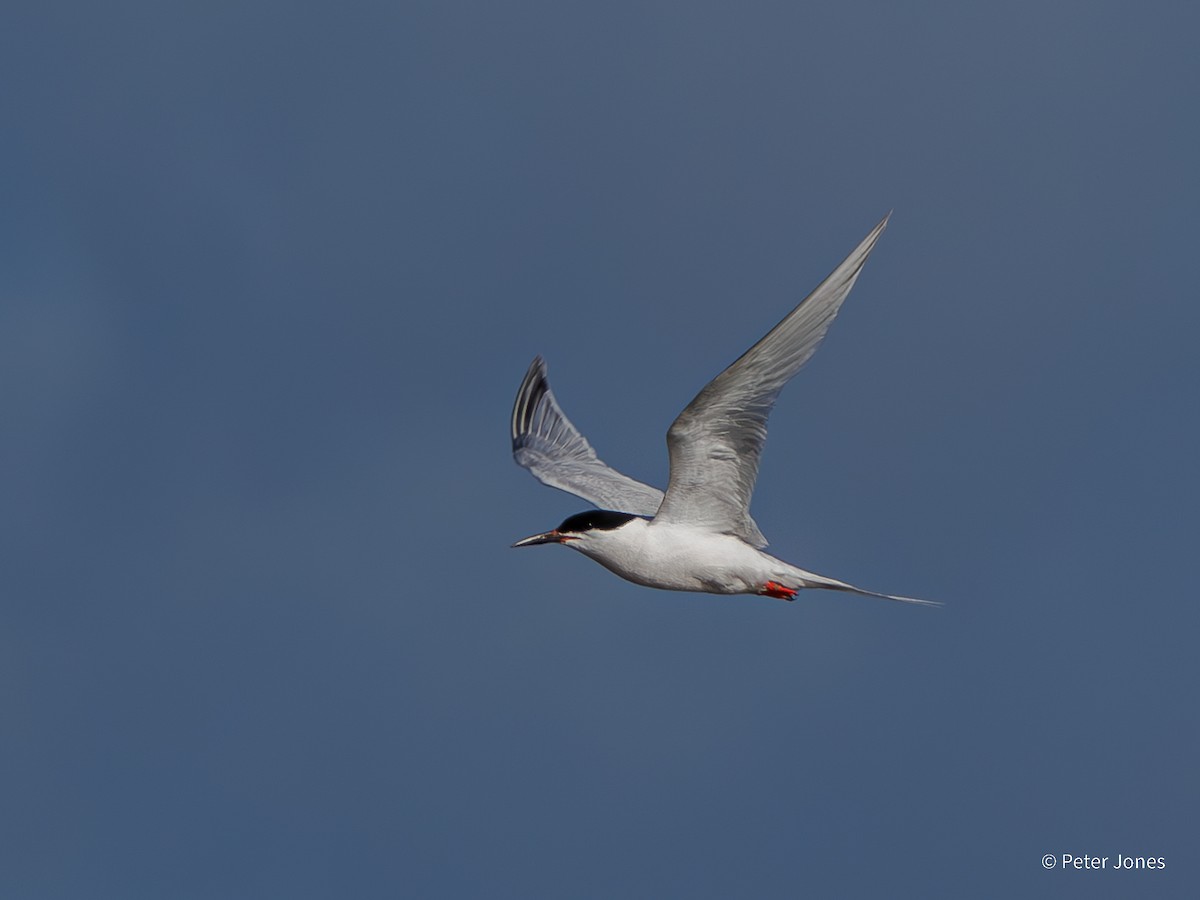 ベニアジサシ - ML620736576