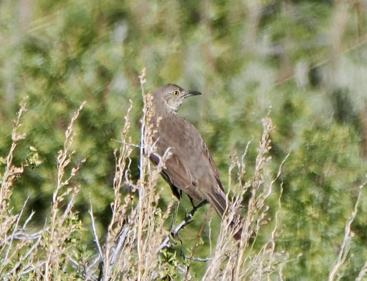 Sage Thrasher - ML620736579