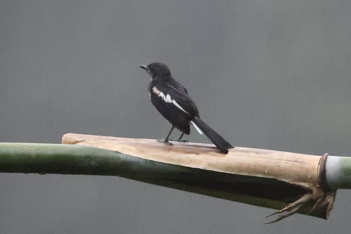 Oriental Magpie-Robin - ML620736584